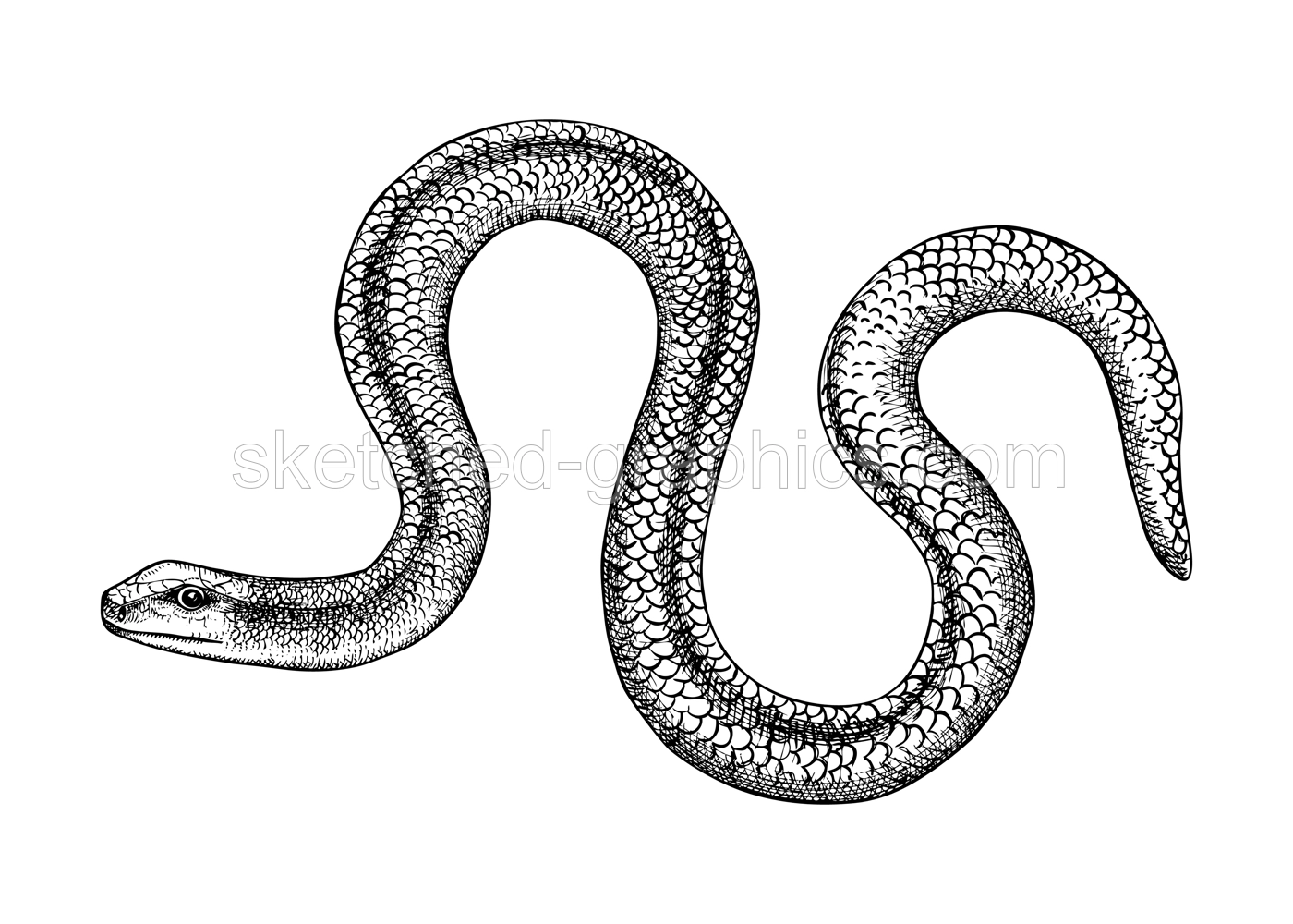 Slow worm vector sketch. Hand drawn wildlife illustration in engraved style. Legless lizards isolated on white background. Black and white mammal animal drawing for print, poster, card, cover. Illustration
